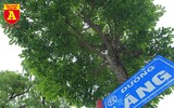 Trồng cây cảnh, phủ xanh dải phân cách ở đường Kim Mã